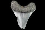 Juvenile Megalodon Tooth - Georgia #111603-1